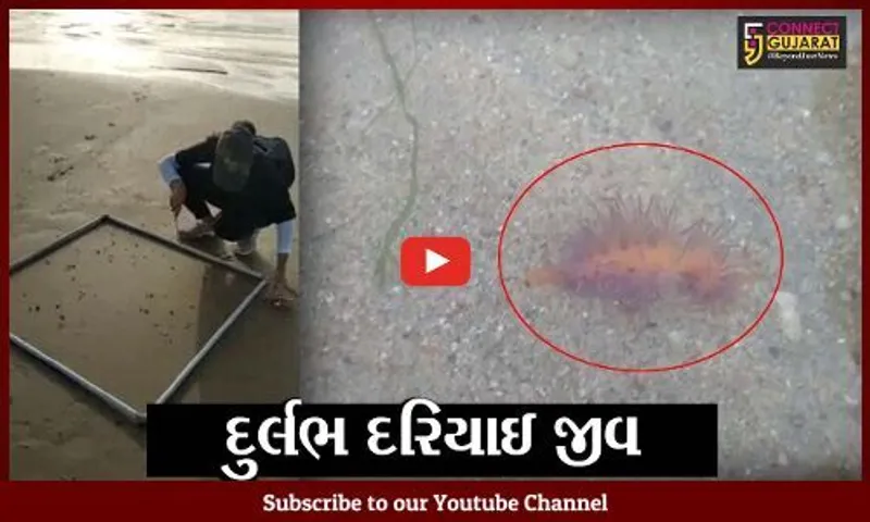 કચ્છ : માંડવીના દરિયા કિનારેથી મળી "અજાયબી", જુઓ માત્ર 2 સેમી લંબાઇનો જીવ