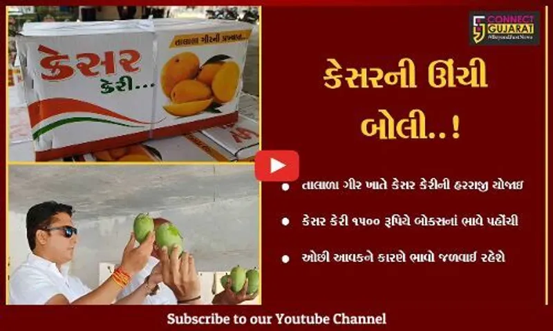 ગીર સોમનાથ : તાલાળા ગીર ખાતે કેસર કેરીની થઈ હરાજી, આ વર્ષે કેરીનાં ભાવે તોડ્યા તમામ રેકોર્ડ