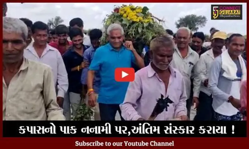 ભરૂચ: કાનમ પ્રદેશના ખેડૂતોએ કપાસના પાકની કાઢી સ્મશાન યાત્રા,જાણો કારણ
