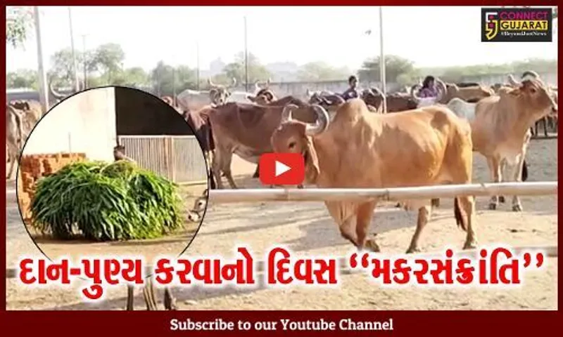 દાન-પુણ્યના મહાપર્વ મકરસંક્રાંતિની ઉજવણીને લઇ ભરૂચ પાંજરાપોળ ખાતે વિશેષ વ્યવસ્થાઓ કરાય...