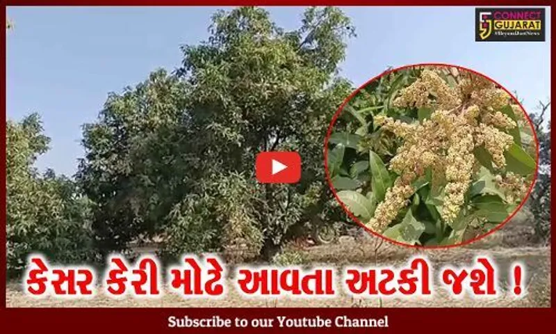 અમરેલી: આ વર્ષે પણ કેરીનો પાક ઓછો ઉતરે એવા એંધાણ,જુઓ શું છે કારણ