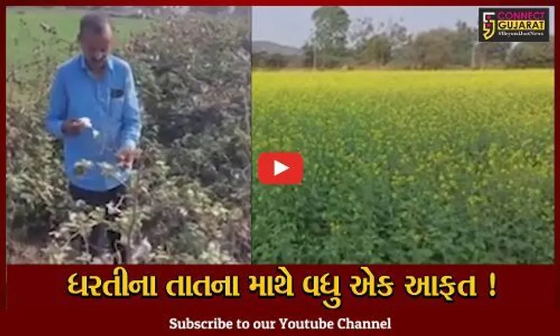 સાબરકાંઠા: વાદળછાયા વાતાવરણ વચ્ચે ખેતીના પાકને વ્યાપક નુકશાનની શક્યતા, ખેડૂતો ચિંતામાં ગરકાવ