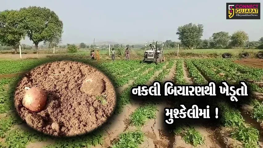અરવલ્લી:નકલી બિયારણના કારણે ખેડૂતો મુશ્કેલીમાં, કંપની સામે કાર્યવાહીની માંગ
