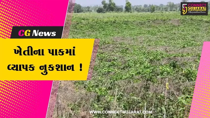 સાબરકાંઠા: વરસાદ અને વાવાઝોડાના કારણે વાલોળ, કારેલા અને ટામેટાના પાકમાં નુકસાન, ખેડૂતોએ કરી વળતરની માંગ