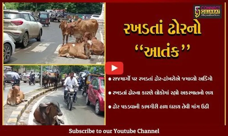 ભરૂચ : રાજમાર્ગો પર રખડતાં ઢોરનો અડિંગો, મોટા અકસ્માતની રાહ જોતું તંત્ર..!