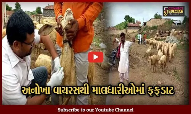 અમરેલી: ખાંભાના ભાવરડી ગામમાં ટપોટપ મરી રહ્યા છે ઘેટા, લમ્પી બાદ અનોખા વાયરસે મચાવ્યો હાહાકાર