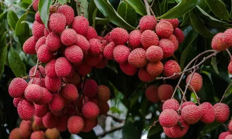 લીચી સ્વાદની સાથે ગુણોનો પણ છે ભંડાર, ઉનાળામાં તેને ખાવાથી થાય છે અનેક ફાયદા