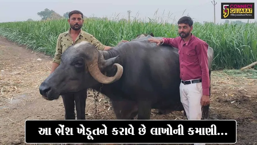ગુજરાતની No. 1 ભેંશ... : એક દિવસમાં સૌથી વધુ દૂધ આપતી અમરેલીની ભગરી ભેંશ…