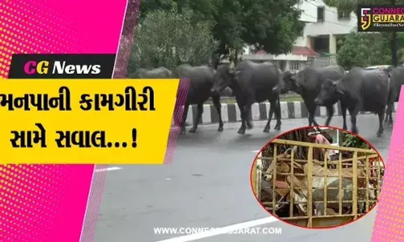 વડોદરા : ઢોર પકડવાની કામગીરીને મનપાએ મોડે મોડે આપ્યો વેગ, તો લોકોએ ઉઠાવ્યા સવાલ..!