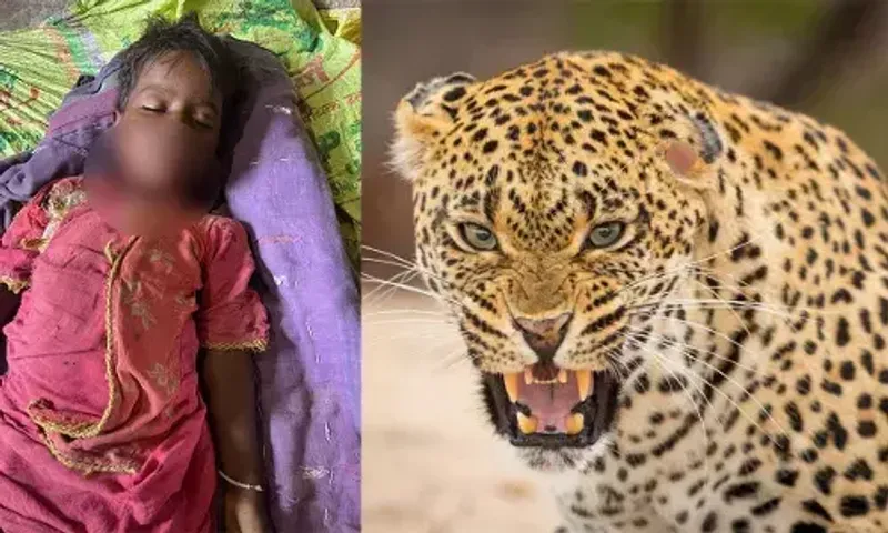 માનવભક્ષી દીપડાએ અમરેલીના પાણિયાદેવ ગામે 4 વર્ષની બાળકીને ફાડી ખાધી