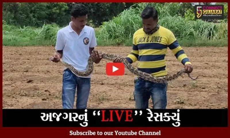 વડોદરા : સસલાનો શિકાર કરી અજગર છુપાયો હતો સાંગાડોલ ગામના ખેતરમાં, જુઓ LIVE રેસક્યું..!
