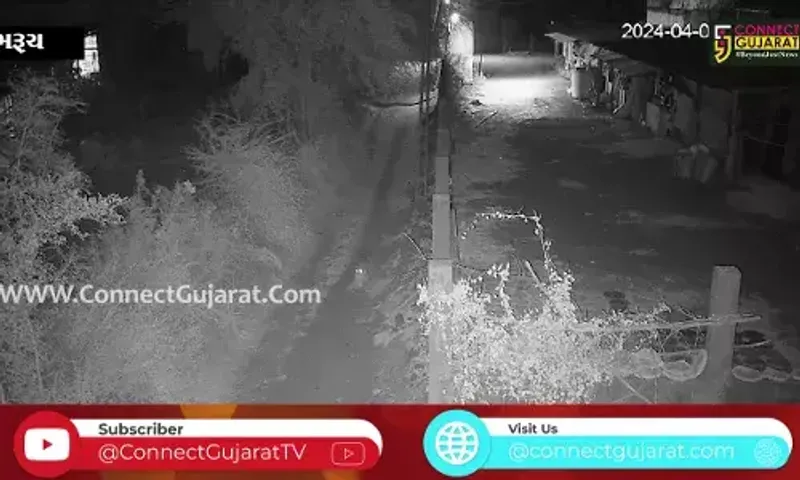 ભરૂચ: નેત્રંગના કેલ્વીકુવા ગામે દીપડાએ શ્વાનના 2 બચ્ચાનો કર્યો શિકાર, જુઓ CCTV