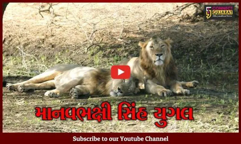 અમરેલી : સિંહ યુગલનો આતંક, ખાંભાના નાની ધારીમાં સિંહ યુગલે 18 વર્ષીય યુવકને દબોચ્યો