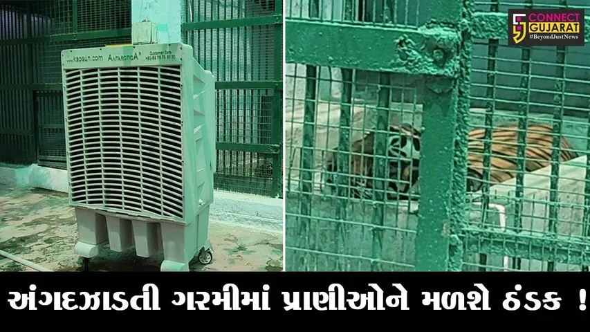 અમદાવાદ: કાંકરિયા પ્રાણી સંગ્રહાલયમાં પ્રાણીઓ માટે કુલર મુકાયા, ખોરાકમાં તરબૂચ-શક્કરટેટી પણ અપાશે