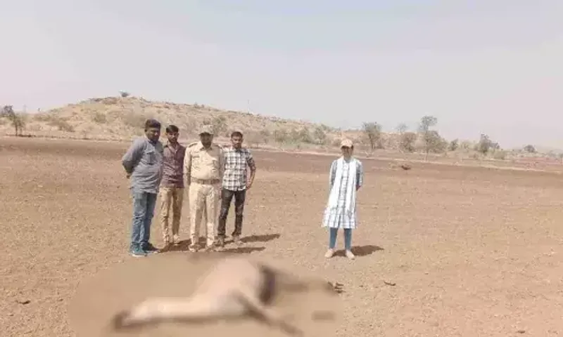 અમરેલી : રાયડી ગામે એક સાથે 6 નીલગાયના મોત, ફૂડ પોઇઝનિંગથી મોત થયાનું વન વિભાગનું તારણ