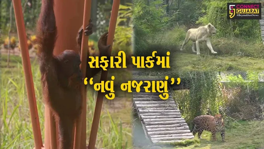 નર્મદા : દુબઈના એનિમલ ઝૂમાંથી એકતાનગર-જંગલ સફારી પાર્કમાં લવાયા વધુ 3 નવા વિદેશી પ્રાણીઓ...