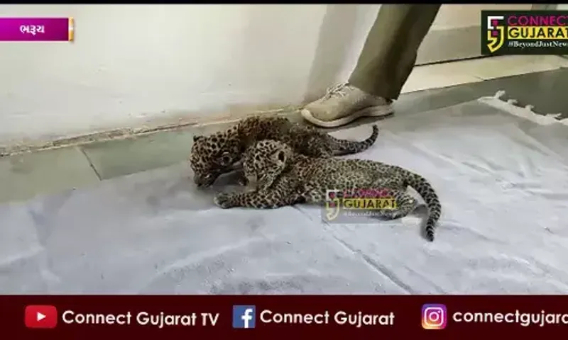 ભરૂચ : ઝગડીયા તાલુકાના સીયાલી ગામે શેરડીના ખેતરમાંથી બે નવજાત દીપડાના બચ્ચા મળી આવ્યા