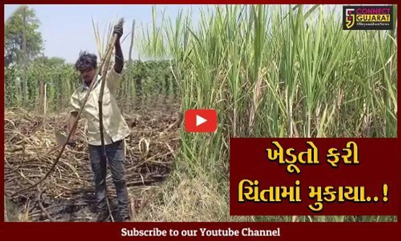 સુરત : વધુ પડતા ખાતર, જંતુનાશક દવા અને પાકની ફેરબદલી ન થતાં સાયણમાં શેરડીનું ઉત્પાદન ઘટ્યું..!