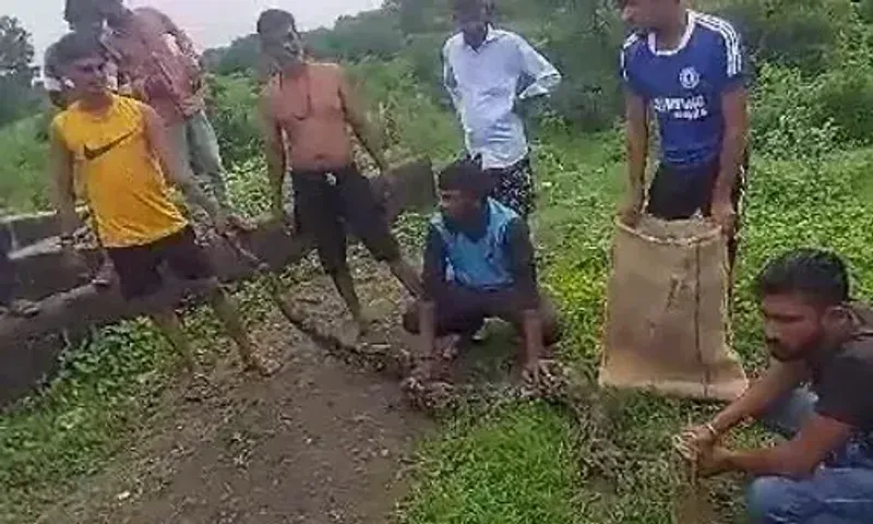 ભરૂચ : પગુથણ નજીક કેનાલમાં માછલી પકડવાની જાળમાં 10 લાંબો અજગર ફસાયો, જીવદયા પ્રેમીઓએ કર્યું રેસક્યું..!