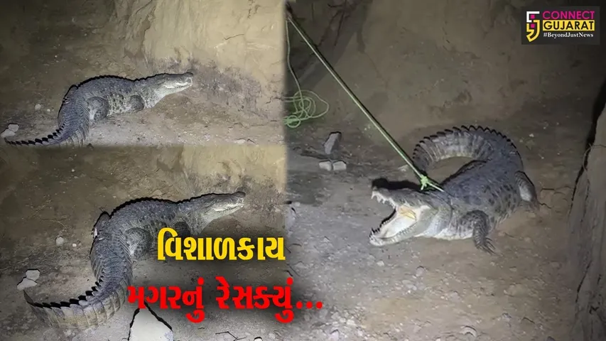 વડોદરા : પાદરા-જંબુસર માર્ગ પર વિશાળકાય મગર દેખા દેતા ગ્રામજનોમાં ફફડાટ, ભારે જહેમતે કરાયો મગરને રેસક્યું...