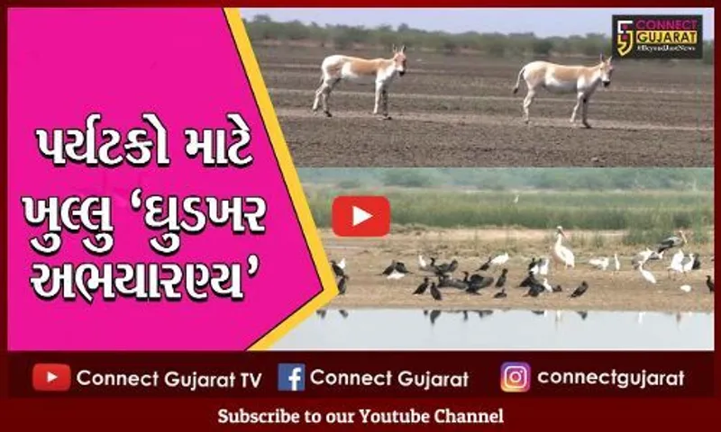 સુરેન્દ્રનગર: ઘુડખર અભયારણ્ય પર્યટકો માટે ખુલ્લું મુકાયું