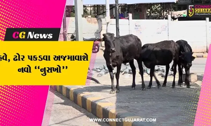 અમદાવાદ : હવે, CCTVના આધારે રઝળતાં ઢોરનું ટ્રાફિક પોલીસ કરશે મોનિટરિંગ, પછી ઢોર પકડવા આવશે મનપાની ટીમ