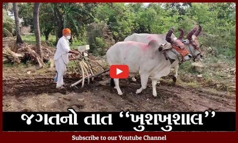 ગીર સોમનાથ : સારા વરસાદથી વેરાવળના ખેડૂતોમાં હરખની હેલી, ભીમ અગીયારસથી કર્યો વાવણીનો શુભારંભ