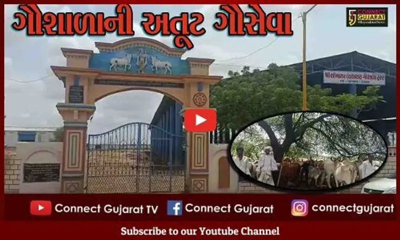કચ્છ : અંજારના ભીમાસર ચકાસર ગૌશાળામાં 1100 ગામોની ગાયોની નિ:સ્વાર્થ ભાવે સેવા!, ગાયોનું ખાસ પ્રકારે રખાઇ છે ધ્યાન