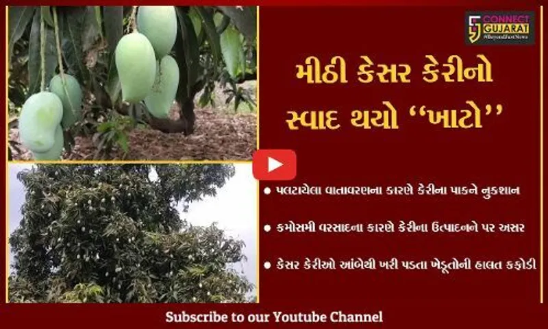અમરેલી : આંબે ઝૂલતી કેસર કેરીઓ કમોસમી વરસાદના કારણે ખરી પડી, ખેડૂતોની હાલત કફોડી..