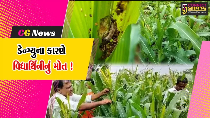 અરવલ્લી : વરસાદ પાછો ખેંચાતા પાકમાં જીવાતોનો ઉપદ્રવ, ખેડૂતોએ કરેલ વાવેતરને નિષ્ફળ જવાની ભીતિ..!
