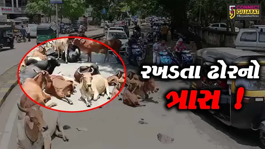 ભરૂચ: મુખ્યમાર્ગો પર રખડતા ઢોરનો અડિંગો, ન.પા.ક્યારે કરશે કાર્યવાહી ?
