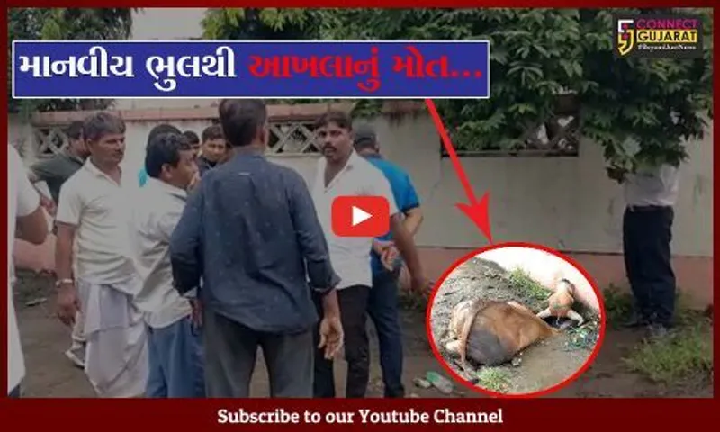 અંકલેશ્વર : "જાડી ચામડી" ના અધિકારીઓએ "જાડી ચામડી" ના નિર્દોષ પશુનો લીધો ભોગ, જુઓ શું છે આખી ઘટના