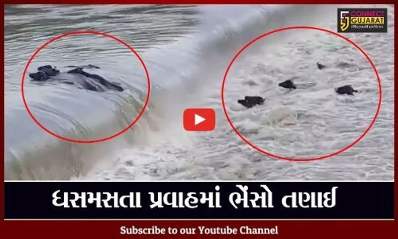 સાબરકાંઠા : તાજપુરની મેશ્વો નદીમાં અચાનક જળ પ્રવાહ વધતા 5 ભેંસ તણાઈ, જુઓ "LIVE" વિડિયો..!