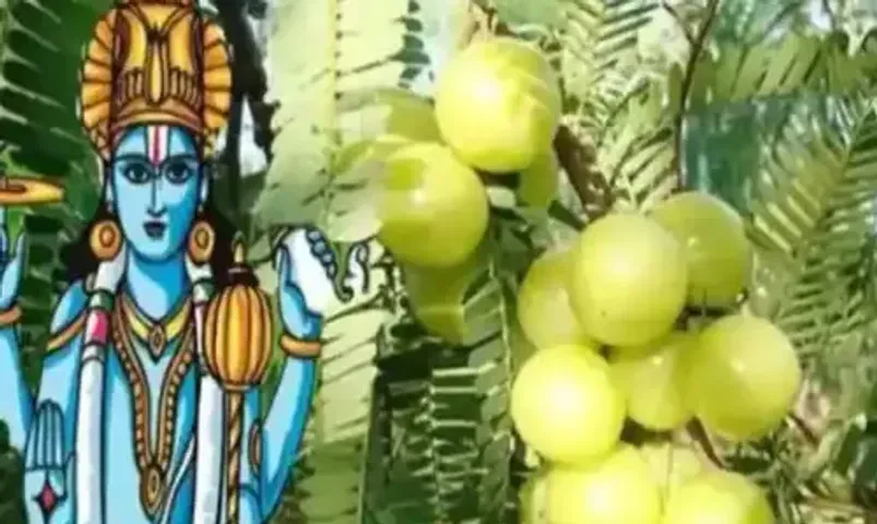 આવતીકાલે આમળા નવમી, જાણો શુભ સમય, મહત્વ અને પૂજાની રીત