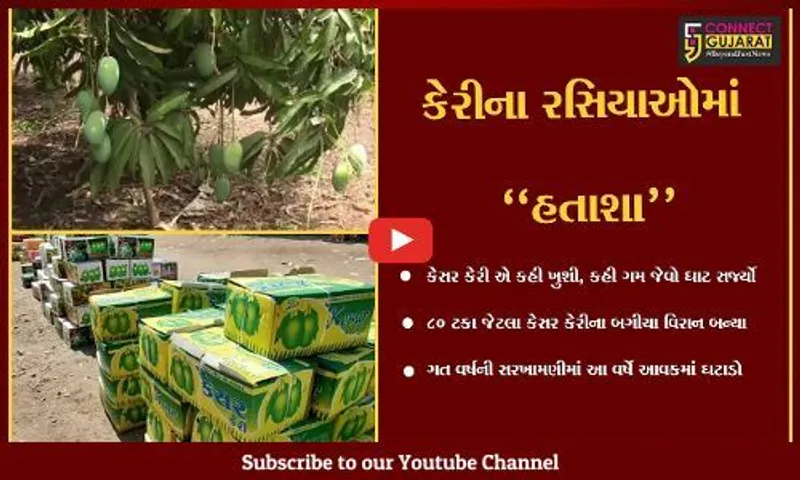 ગીર સોમનાથ : અમૃત સમો કેસર કેરીનો સ્વાદ થયો "કડવો", કેરીના બગીચા વિરાન બનતા આવકમાં ઘટાડો.