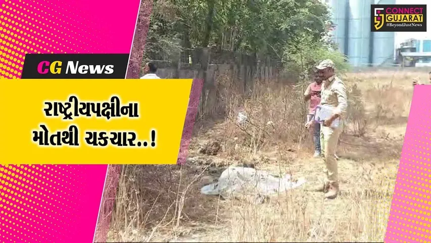 અંકલેશ્વર : ફિકોમ ચોકડી નજીક 2 મોર-એક ઢેલનો મૃતદેહ મળી આવતા ચકચાર, વન વિભાગ દોડતું થયું