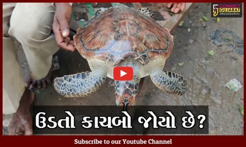 ભરૂચ: હાંસોટના  ઇલાવ નજીક આવેલ કીમ ખાડીમાંથી પાંખ ધરાવતો કાચબો મળી આવ્યો, જુઓ શું છે વિશેષતા