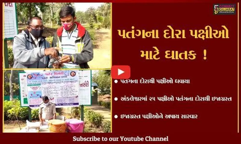 ભરૂચ : અંકલેશ્વરમાં 4 દિવસમાં 25 પક્ષીઓ પતંગના દોરાથી ઘવાયા,સારવાર આપી મુક્ત કરાયા