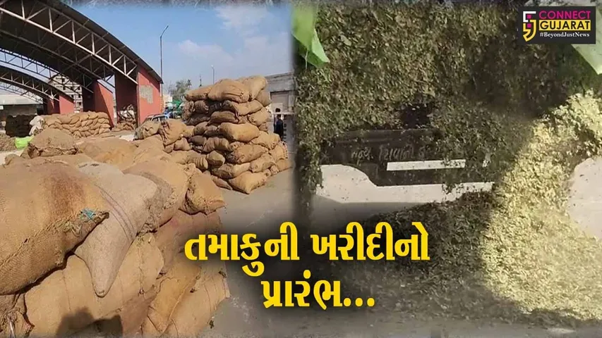 સાબરકાંઠા : હિંમતનગરના કોટન માર્કેટમાં તમાકુની ખરીદીનો પ્રારંભ, પ્રથમ દિવસે જ તમાકુની ભારે આવક થઈ