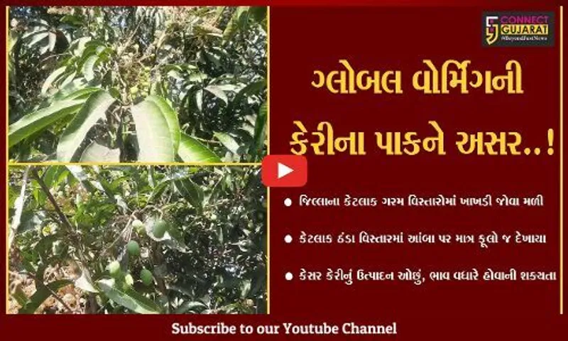 ગીર સોમનાથ : કુદરતી આફતો વચ્ચે કેરીના પાકને અસર, આંબે કેરી જોવા મળી તો ક્યાક માત્ર ફૂલો જ આવ્યા..