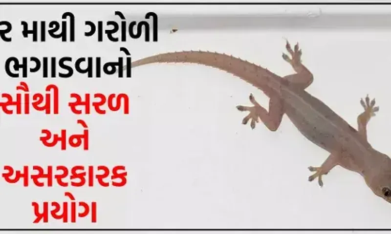 ઘરમાંથી ગરોળી ભગાડવાનો સરળ ઉપાય, કોફીમાંથી ગોળી બનાવીને મૂકો, પછી ક્યારેય જોવા નહીં મળે