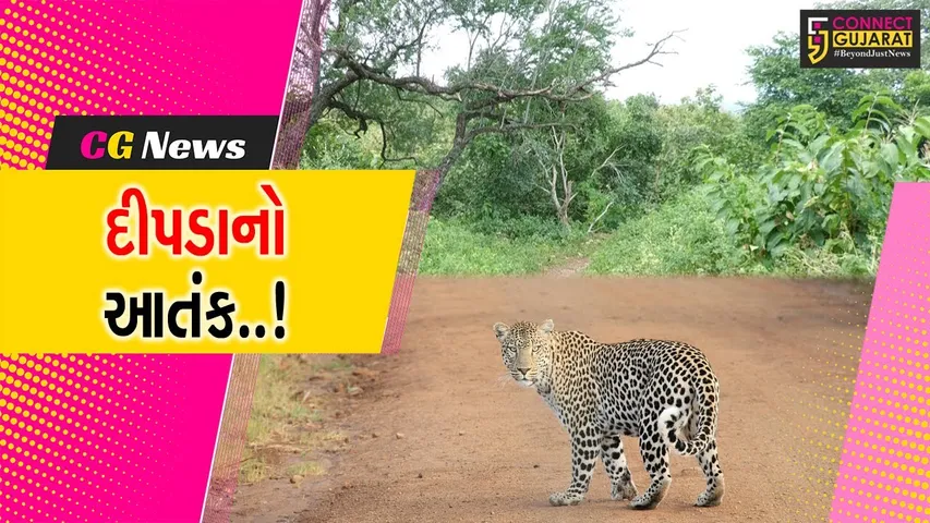 અરવલ્લી : દીપડાની દહેશતના પગલે મેઘરજમાં લોકોએ પોતાના મકાનની ફરતે બનાવી લાકડાની વાડ...