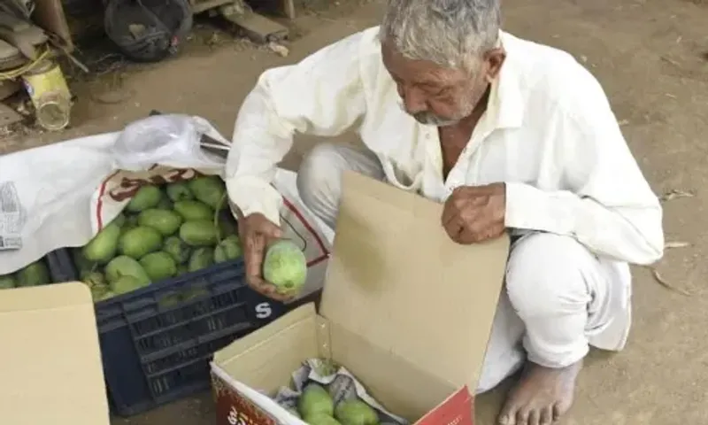 “કેરી ઓન કેસર” : અઢી વિઘામાં કેસર કેરી ઉગાડી રૂ. 3.50 લાખની આવક મેળવતા ભાવનગરના પ્રગતિશીલ ખેડૂત…