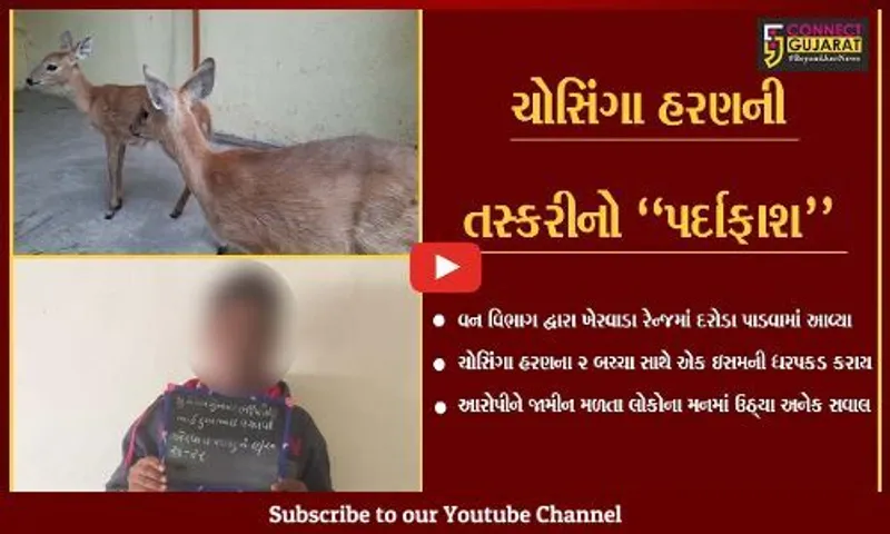તાપી : ચોસિંગા હરણના 2 બચ્ચા સાથે વન વિભાગે કરી એક ઇસમની ધરપકડ...