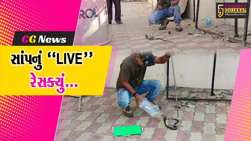 ભરૂચ : એમીટી શાળા પરિસરમાં કોબ્રા સાંપ નીકળતા દોડધામ, જીવદયા પ્રેમીઓએ કર્યું રેસક્યું...