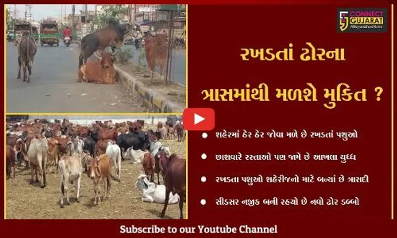 ભાવનગર : રખડતાં ઢોરોને પાંજરે પુરવાની તૈયારીઓ શરૂ, વધુ એક ઢોર ડબ્બો બનશે