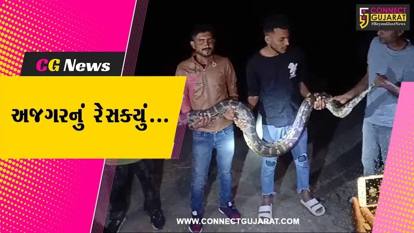 ભરૂચ : પગુથણ ગામ નજીક કેનાલમાંથી 12 ફૂટ લાંબા મહાકાય અજગરને રેસક્યું કરાયો...