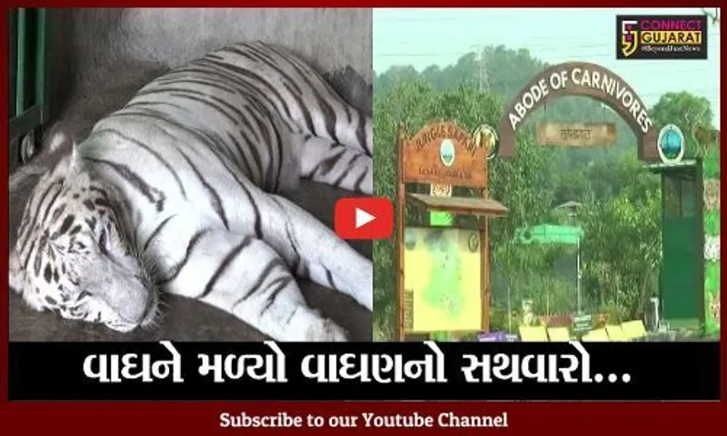 નર્મદા : જંગલ સફારીમાં સફેદ વાઘની દુર થશે એકલતા, કેવડીયાથી લવાઇ "વાઘણ"