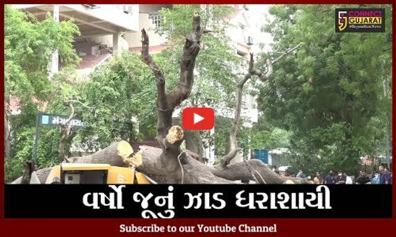 અમદાવાદ : લો-ગાર્ડન પાસે વૃક્ષ ધરાશાયી થતાં 2થી વધુ લોકો થયા ઘાયલ