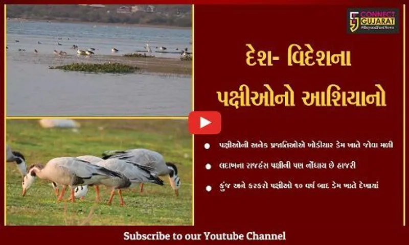 અમરેલી : ખોડીયાર ડેમ પક્ષીઓના કલબલાટથી ગુંજી ઉઠયો, રાજહંસ પણ બન્યાં મહેમાન